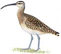 Long-billed Curlew Snipe