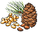 Pine Nuts.