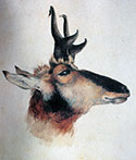 1830 Antelope Sketch.