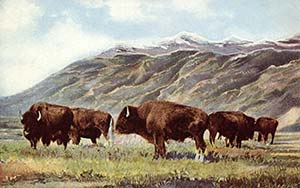 Buffalo Once Roamed Freely in Cache Valley.