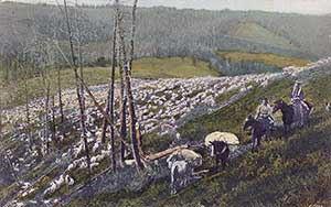 Sheep Grazing on the Wyoming Range