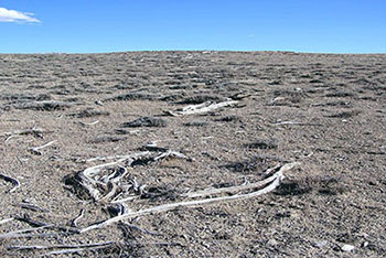 Remains of an Antelope Trap in Wyoming (Bridger Antelope Trap).