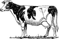 Holstein Dairy Cow